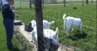 Happy Goats Put Out to Pasture