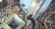 kitten in chicken coop cute urban homesteading