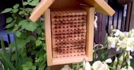 Mason Bees with Trays