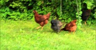 My Hens – Homesteading