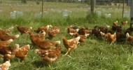 Organic Farming – Free Range Eggs, How to