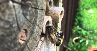 Red Mason Bees