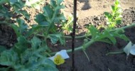 Seed Saving: Hand Pollination of Melons and Squash