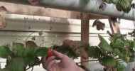 Strawberry  Tower, Hydroponics Easy & Affordable DIY System