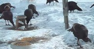 Turkeys in the backyard.