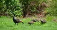 Baby turkeys