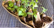 Cantaloupe Plants Perking Up