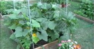 May 23rd Organic Garden Update!  Monster growth, sun wilt on the squash, & “morphing” plants!