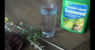 Micro Hydroponics “How To” – Tomatoes in a glass