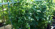 Raised bed vegetable gardening