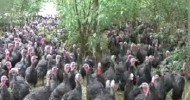 UK Turkeys website – find your local turkey producer