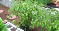 Cinderblock Raised Bed Garden