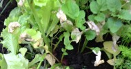 Cold Frame Gardening 1st Grade