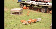 Cornell Small Farms/Chenango Grazing: Raising Pastured Poultry