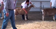 Delta Dairy Goat Association September Send Off 2011