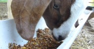 Dinner @ Lila Acres Boer Goats