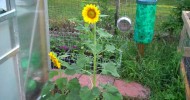 Garden, New Raised Bed, & Sun flowers