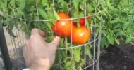 Garden Update #4 Red Peppers Tomatoes Raised Bed Square Foot Vegetable Gardening Harvest