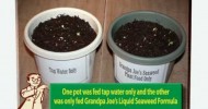 Gardening Tips-Liquid Seaweed Fertilizer Test