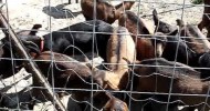 Goats,  WOnderful Maine Milk Goats