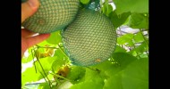 Green Evolutions Aquaponics Cantaloupe 15.6.12