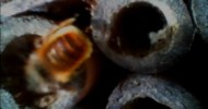 Mason bees and others.