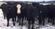 MiBek Farms Pastured Cattle Jan 2014YouTube