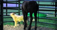 Orphan Baby Friesian Peter and Australian Cattle Dog Buck ♥