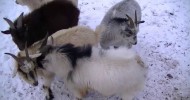 Pygmy goat winter update