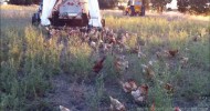 “Robertjayne Pastured Eggs” Hens In the Lucerne