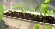 A look at backyard/raised-bed gardening in the Ga. Piedmont.