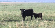 Angus VNR: Marbling and functional cows