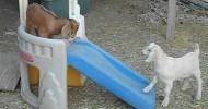 Baby Kinder Goats Play on Slide