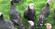 Bronze Turkeys