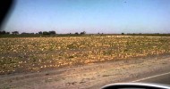 cantaloupe farm.AVI