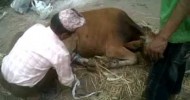 Cow protection by gopal prabhujee (Part 1) -Uploaded by Pradeep Bhandari | Krishnaupdate.com