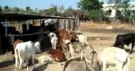 COW,DONKEY AND OTHER ANIMAL IN ANIMAL AID UNLIMITED,BADI,UDAIPUR,RAJASTHAN,INDIA  98298-43726