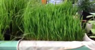 Growing Wheatgrass with Aquaponics