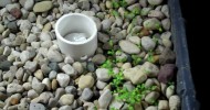 Homemade Aquaponic System – Flood and Drain