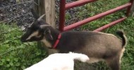 how to care for goats