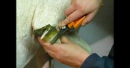 How to Trim Goat Hooves – The GoatMentor