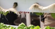 Introduction to Home Hydroponics