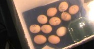 making incubator 3 and eggs hatching Homesteading living well on half an acre