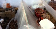 Mini cold frame inside my greenhouse x