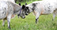 Miniature Cattle Calf Natural Weaning