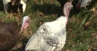 OETA Story on Oklahoma Heritage Turkeys aired 11/18/09