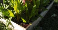 Portable Raised Bed Garden