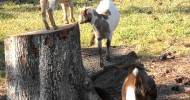 Raven’s Rest Farm Fainting Goats