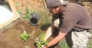 Tomato Cold Frame For High Desert: Heirloom Rock Garden