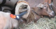 Trimming Goat Hooves w/ Papi Chivo of Chicago St Farms in Rainier Beach, Seattle